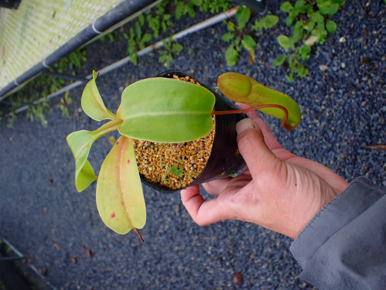 R569 5-3 N. (campanulata x sibuyanensis)-very squat x truncata