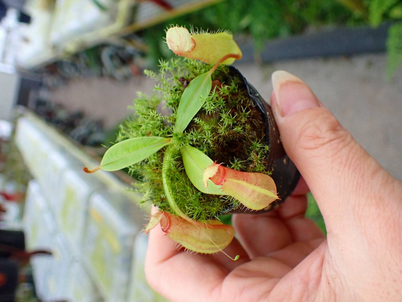 R640 1-4 N. ventricosa `mayon red' x macrophylla #NNN - Y's