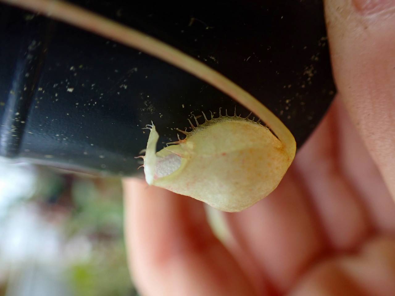 スズムシパイナップル スズムシパイナップル パイナップル - Search / X