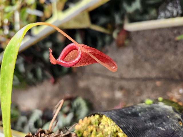 J618 1-2 N. jamban x dubia - Y's Exotics （山田食虫植物農園）