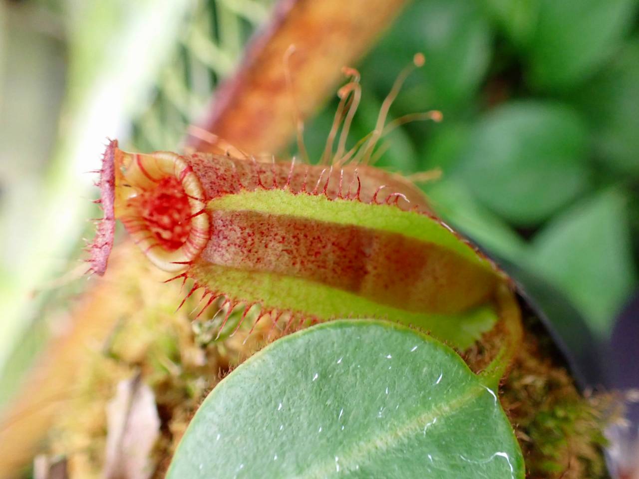 G611 1-4 #BBB N. peltata yellow phantom x lowii konan - Y's