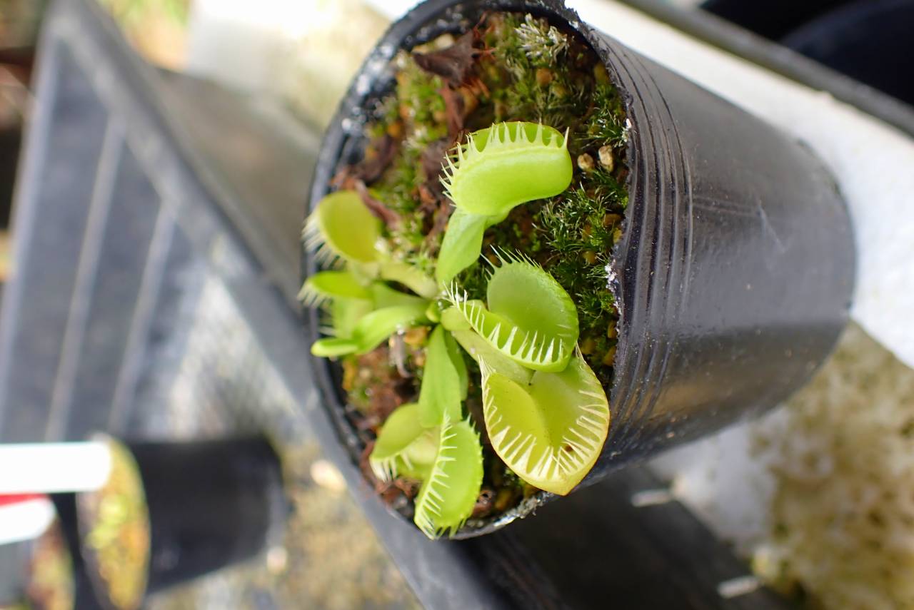 P727 食虫植物 Dionaea muscipula triton系 seedling 2025