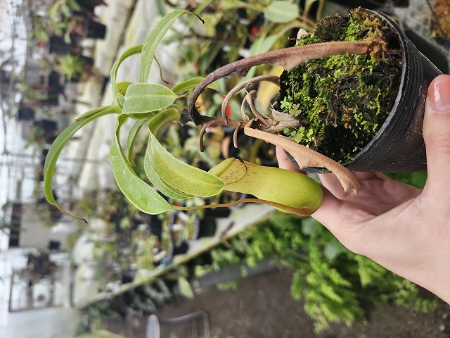 G962 1-4 N. ventricosa Mt. marinao #NNN - Y's Exotics （山田食虫