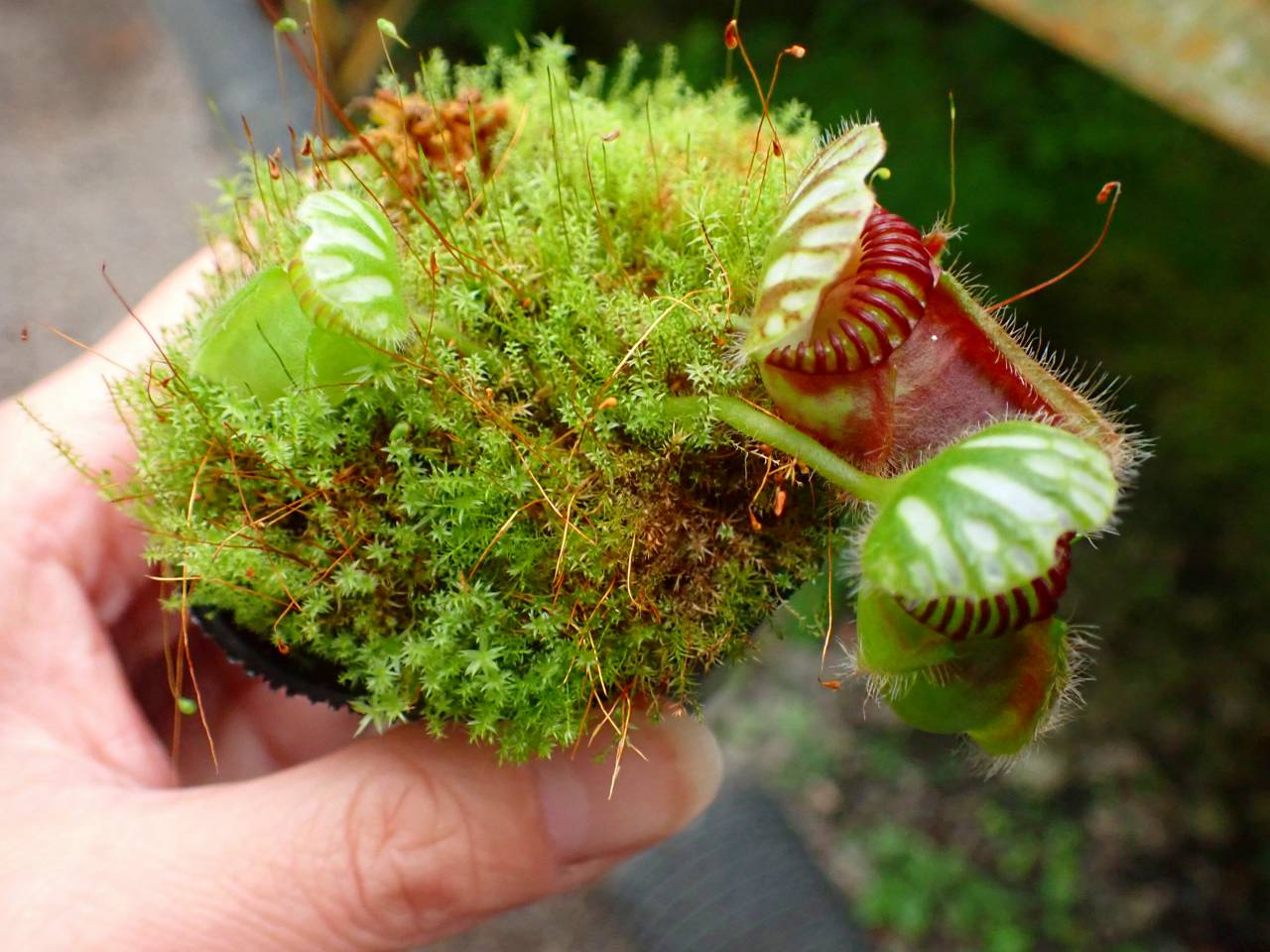 セファロタス”Fred Howell Giant” セファロタス”Fred Howell Giant”