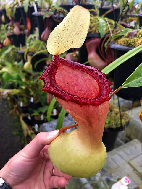 G43-13 N. ventricosa Quezon (No, 34) | Y's Exotics （山田食