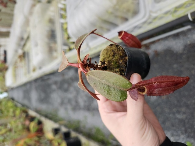P185 5-1 N. peltata `Yellow pantom' x erucoides Y's - Y's Exotics