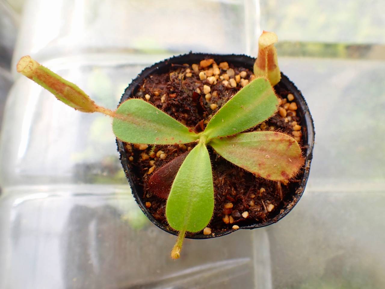 Y324 5-1 [YA-129] N. veitchii H/L Murud Y's Lab - Y's Exotics