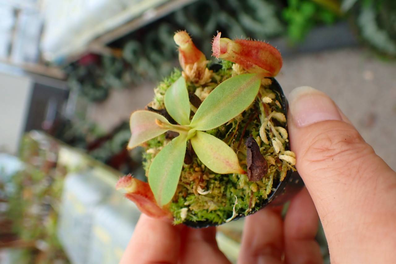 G896 1-4 N. veitchii H/L (K) striped / red form EP x rajah