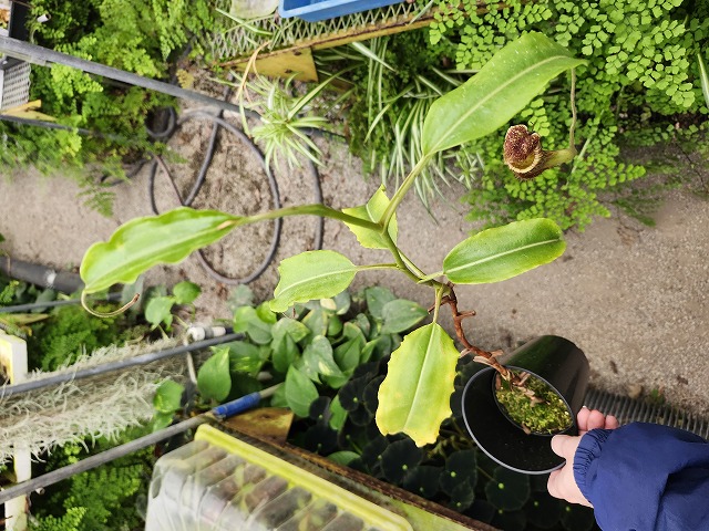 G051 1-3 N. maxima wavy leaf Rindingalo, North Taraja, Sulawesi IS