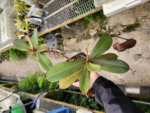 ぺんぺす NEEDLES〉柔らかな素材感が魅力のスリップ・オン | NEPENTHES