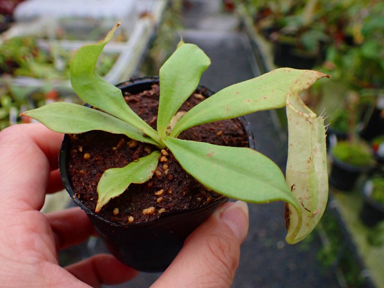 G159 5-1 N. sumatrana Y's Lab - Y's Exotics （山田食虫植物農園）