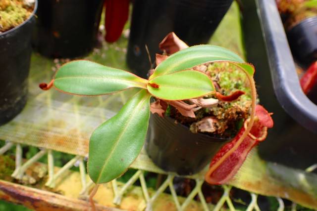 J563 1-3 #BBB N. maxima x villosa konan | Y's Exotics （山田