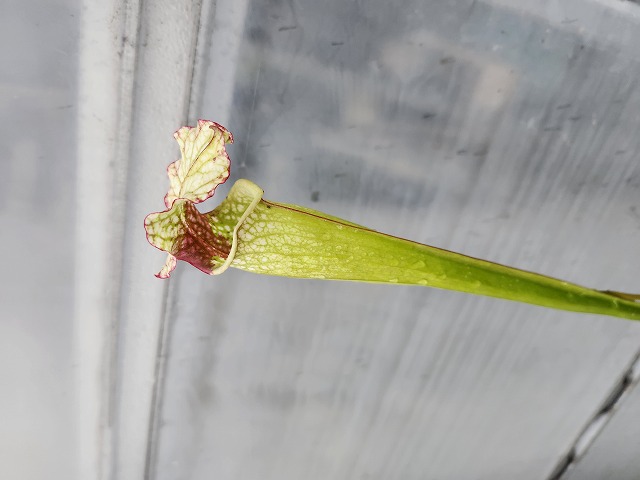 R497 2H S. ［alata x leucophylla (Red & Gold) ］x xmoorei (Leah