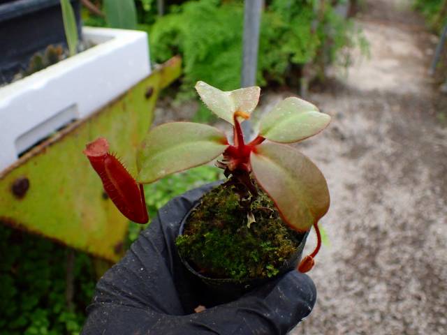 Y305 1-3 #BBB N. (truncata x peltata Y's) x xharryana Tambuyukon