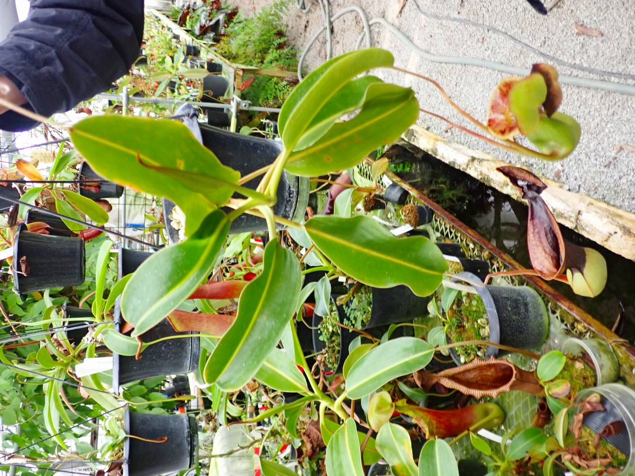 G888 1-2 N. lowii Mt. Trusumadi WP - Y's Exotics （山田食虫植物農園）