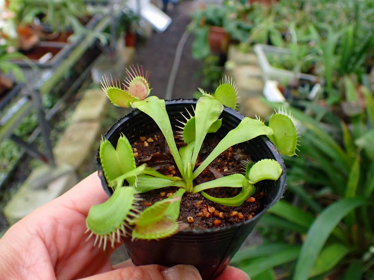 G017 3-2 Dionaea muscipula B52 Y's Lab - Y's Exotics （山田食虫