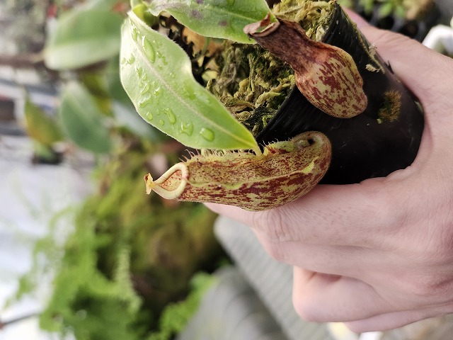 R309 1-2 N. Wrigleana 一正園 | Y's Exotics （山田食虫植物農園）