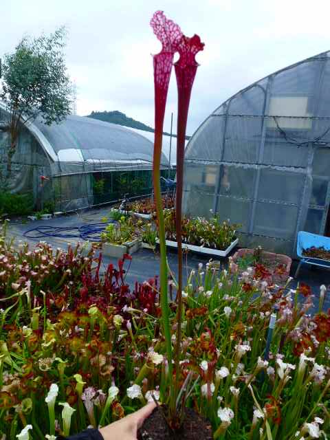 P170 S. leucophylla `Ruby Joyce' TF | Y's Exotics （山田食虫植物農園）