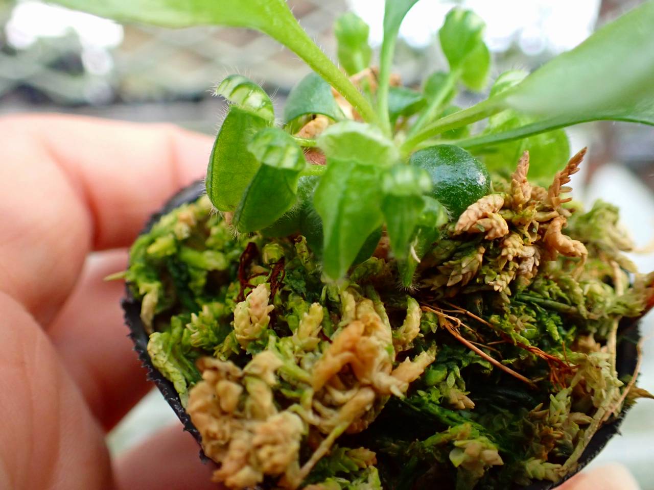 Y033 3-2 [YA-30] Cephalotus follicularis Giant Y's Lab - Y's