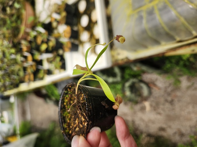 P603 1-2 N. jamban Y's Lab - Y's Exotics （山田食虫植物農園）