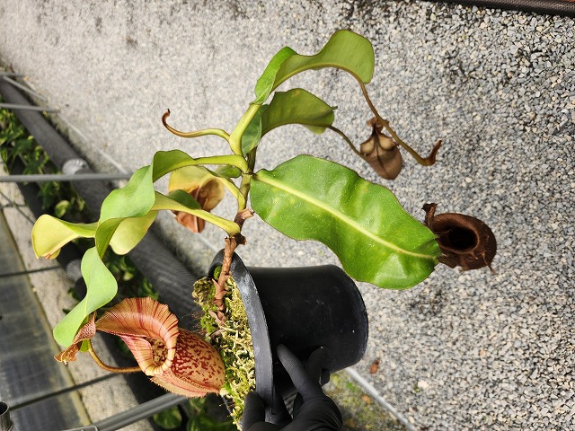 E578 5-2 N. maxima x veitchii Howell clone - Y's Exotics （山田食