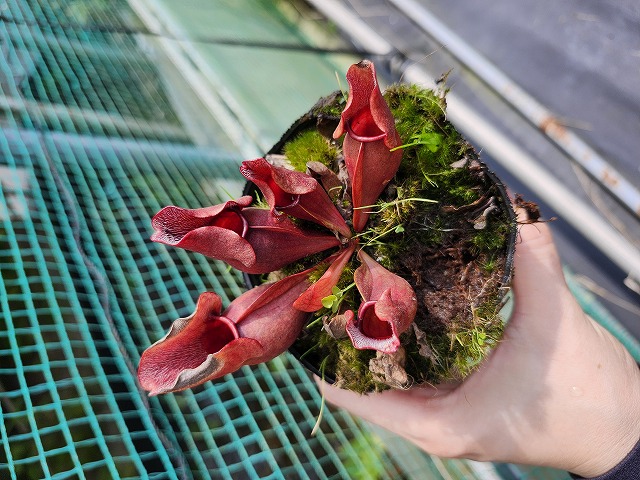 花鳥6 中二病也想談戀愛！ : 日版1/7 小鳥遊六花: buyway.hk