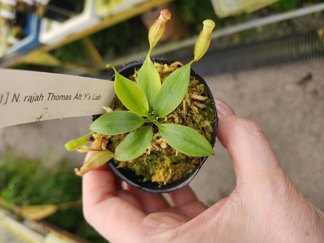 P415 1-3 [YA-1] N. rajah Thomas Alt Y's Lab - Y's Exotics （山田食