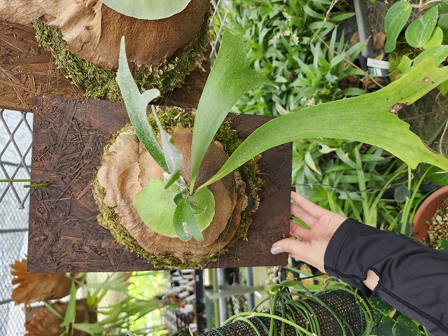 P704 3-2 Platycerium bifurcatum THW - Y's Exotics （山田食虫植物農園）