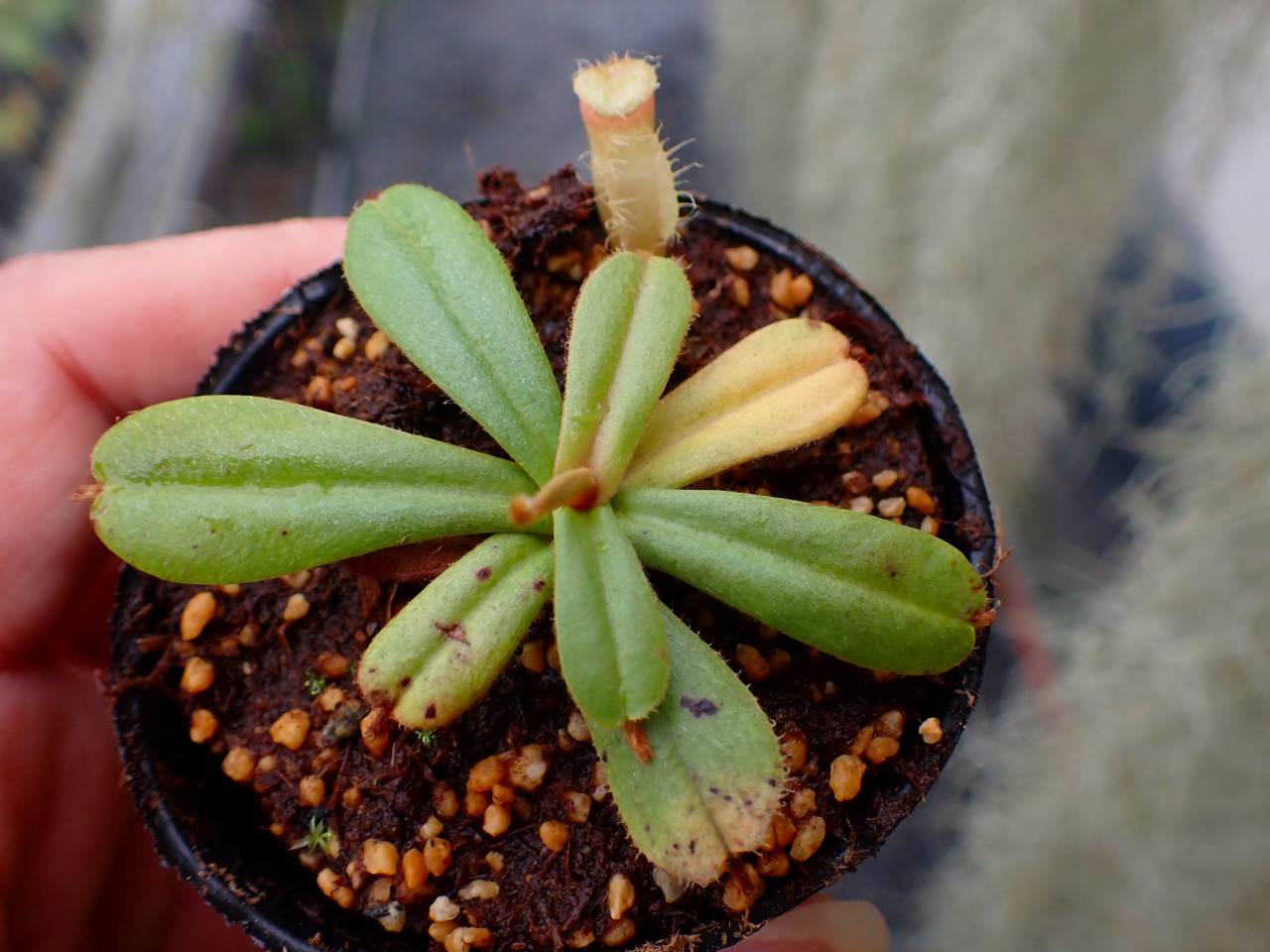 R627 5-1 [YA-29] N. vieillardii mt. Kagnis Giant Y's Lab - Y's