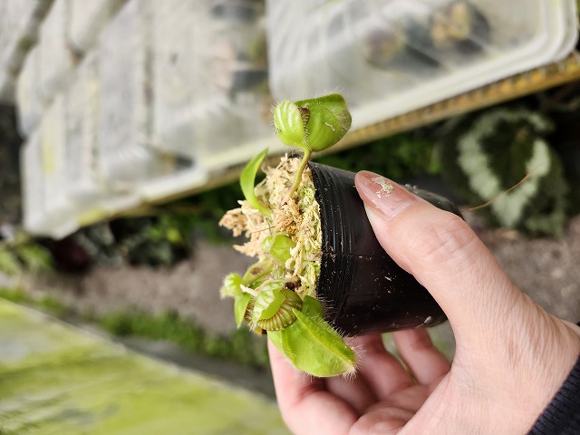P660 1-1 Cephalotus follicularis Black Form BCP | Y's Exotics
