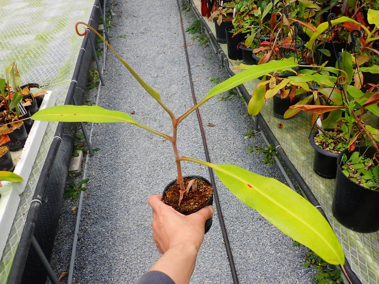 G480 5-3 N. rafflesiana (マレーシア産 一正園) ♀S-11 - Y's Exotics