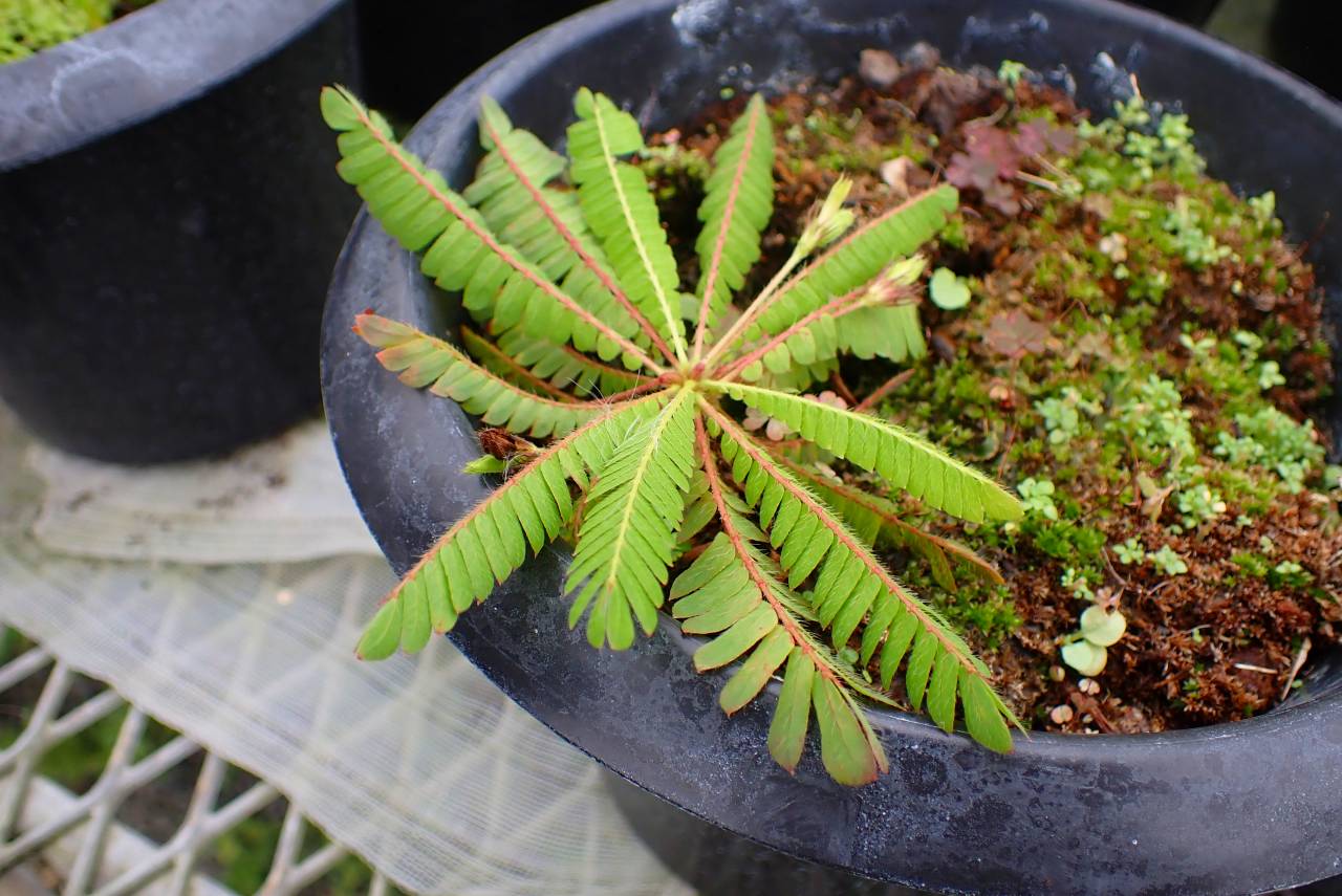 きよの実 G059 4-2 Biophytum | Y's Exotics （山田食虫植物農園）
