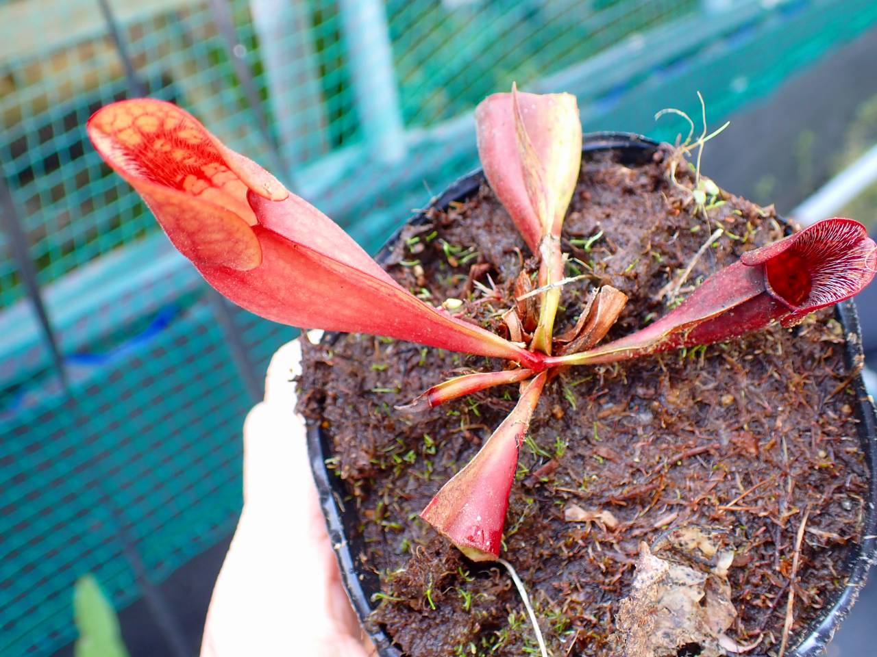 R186 S. purpurea ssp. venosa 