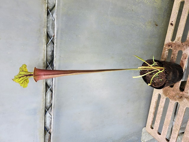 iohaku　苗2種類 P664 2ura S. Hybrid Y's - Y's Exotics （山田食虫植物農園）