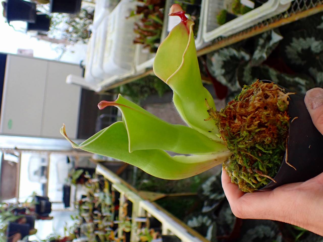Y231 1-1 H. heterodoxa x minor Cedric - Y's Exotics （山田食虫植物