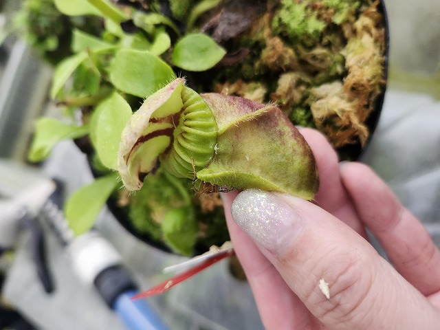 Y685 1-1 Cephalotus follicularis seedling of Hummer's Giant 02 BCP
