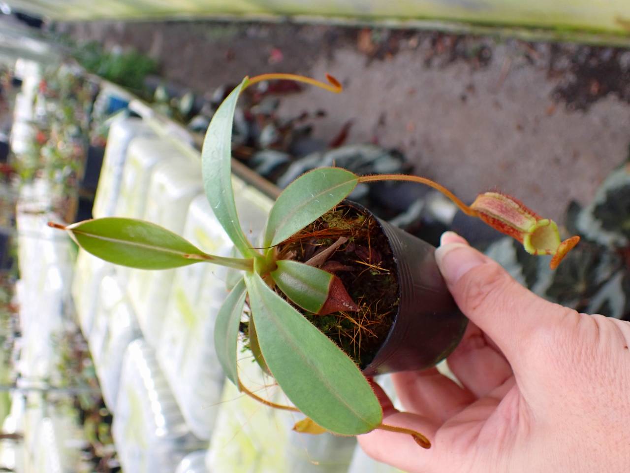 パラガス パラガス ADIDAS ZX FLUX WEAVE 'OREO