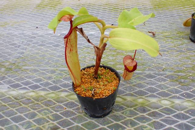 G948 5-3 #BBB N. maxima-dark x truncata EP | Y's Exotics