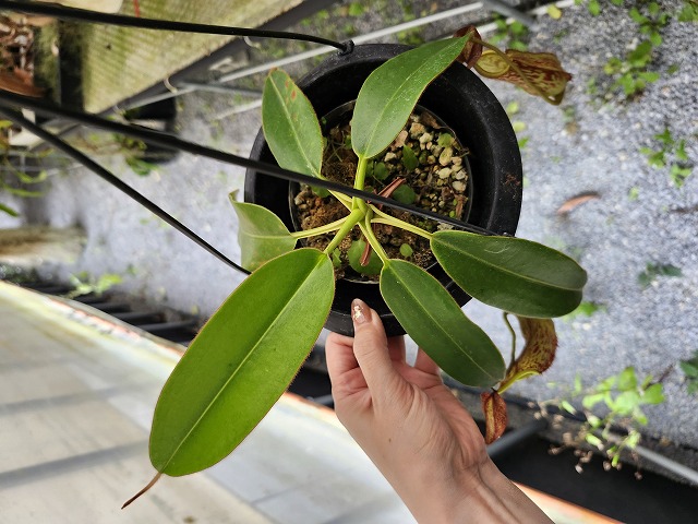 P390 5-1 N. mindanaoensis TH | Y's Exotics （山田食虫植物農園）