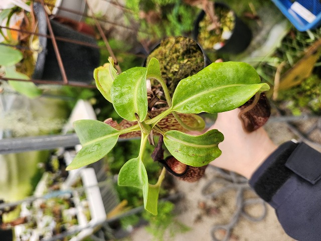 E250 1-3 N. maxima wavy leaf Rindingalo, North Taraja, Sulawesi IS