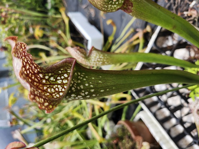 rokochan さま　2苗 G111 S. leucophylla x xcourtii northem `Pink' TF - Y's Exotics