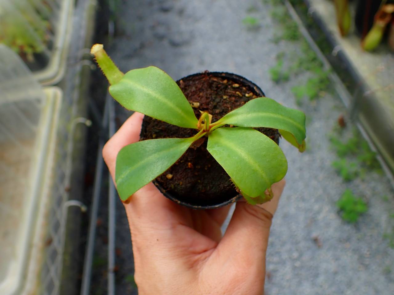 P255 5-1 [YA-170] N. clipeata Nep Gardner Y's Lab - Y's Exotics