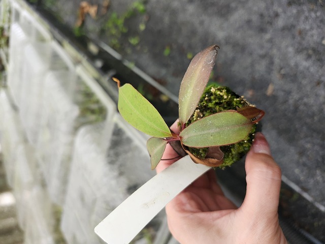 P812 5-1 N. (truncata x ephippiata) x palawanensis #NNN | Y's