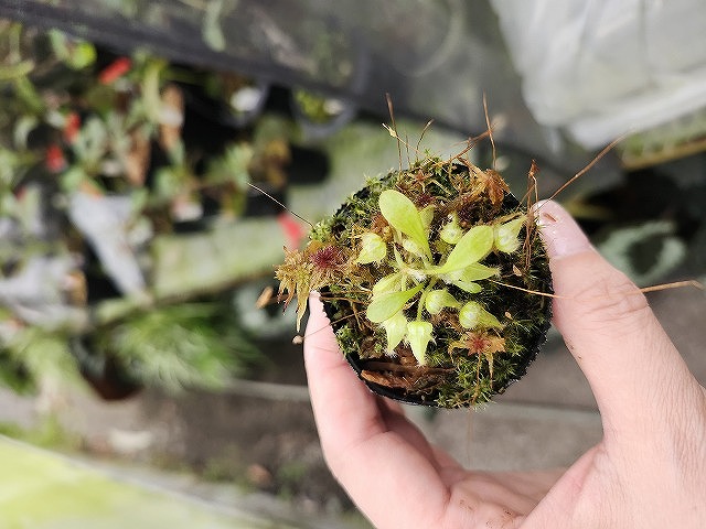 観葉植物 都内のみでお願いします。気分は南国 ヤシ ソテツ モドキヤシ