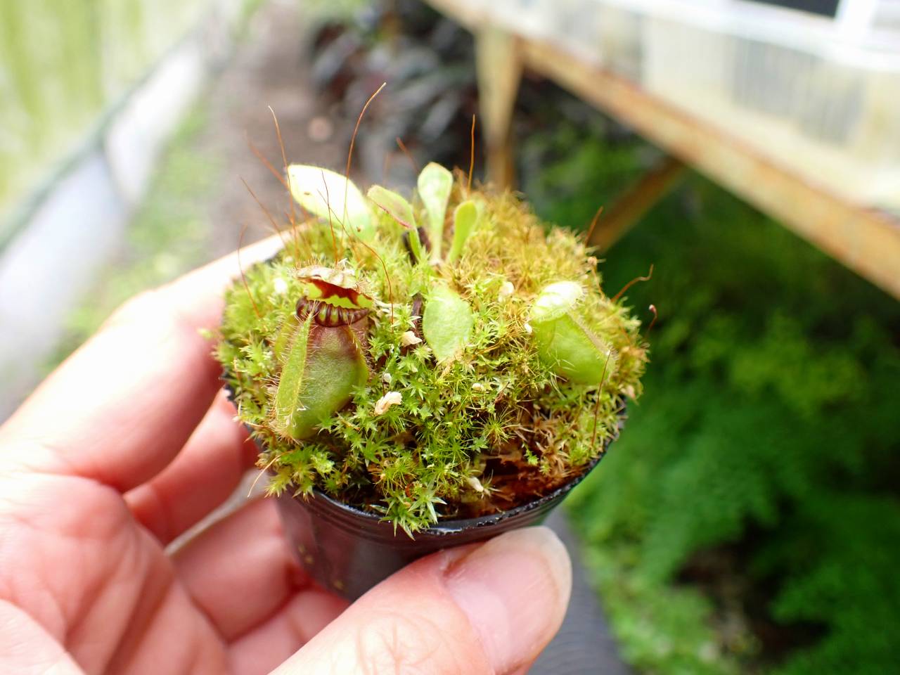 J193 1-1 #BBB Cephalotus follicularis seedling of Hummer's Giant