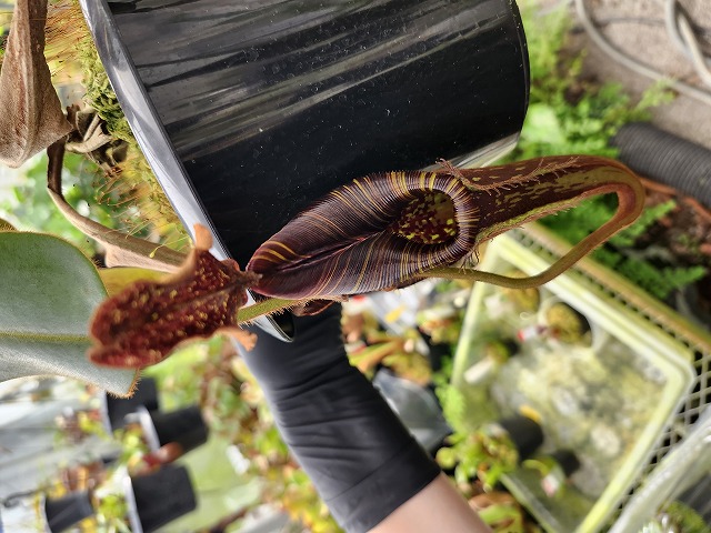 【冬虫夏草　イグドラドン】ソフビ　モンストック 冬虫夏草 イグドラドン】ソフビ モンストック minoruland-work