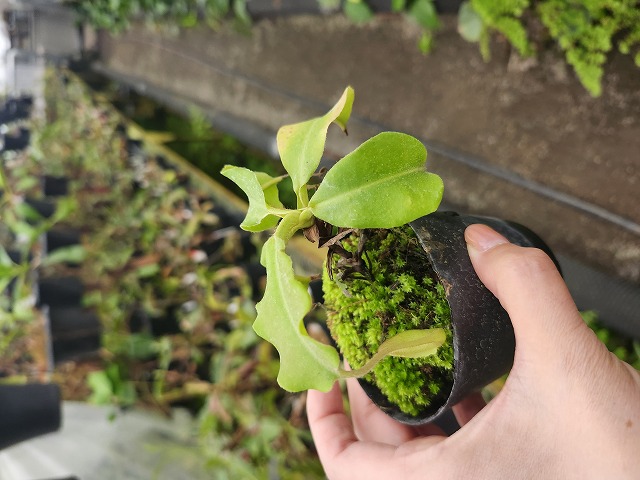 G004 1-3 N. maxima wavy leaf Rindingalo, North Taraja, Sulawesi IS