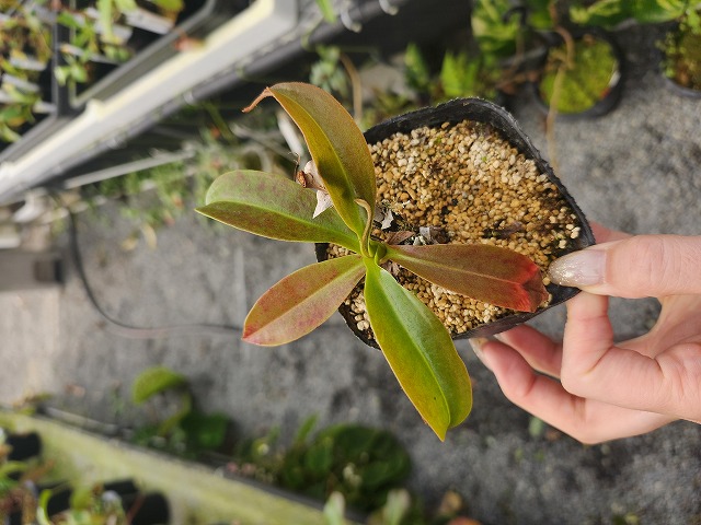 E187 5-3 N. Nasu (thorelii x Wrigleyana) 一正園 - Y's Exotics