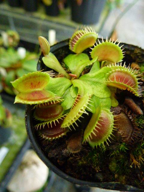 Dionaea muscipula Carnivoria Tutankhamon ディオネアマスシプラ ツタンカーメン ハエトリソウ ハエトリグサ  2号 食虫植物 観葉