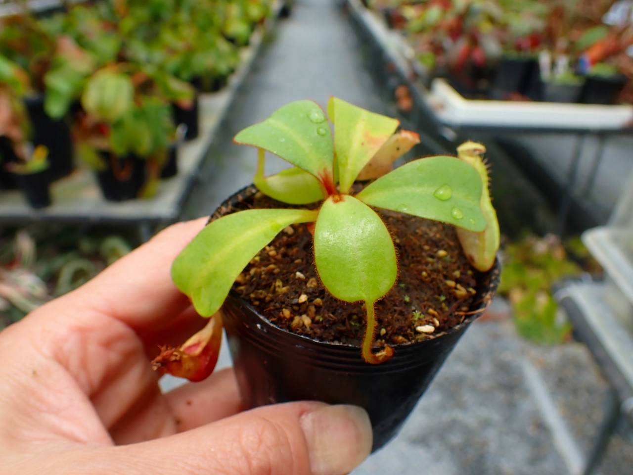 Napat Wattanaページ G517 5-1 [YA-170] N. clipeata Nep Gardner Y's Lab - Y's Exotics